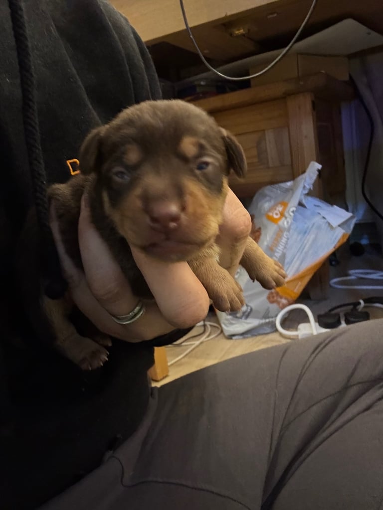 Jack Russell puppies available end of novemeber 