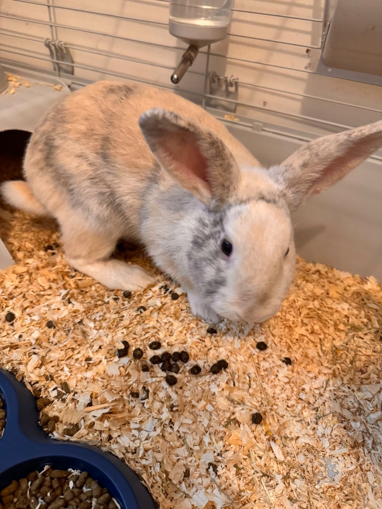 Two Male Rabbits for Sale – Moving Home