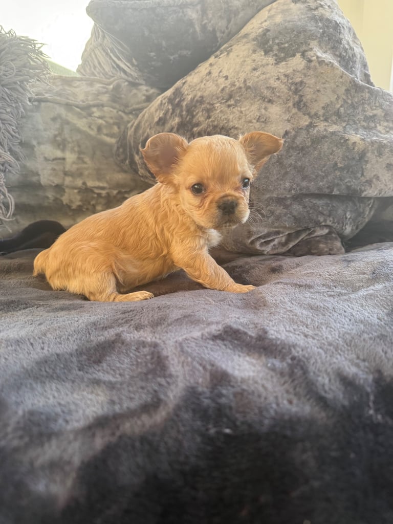 French bulldog puppies