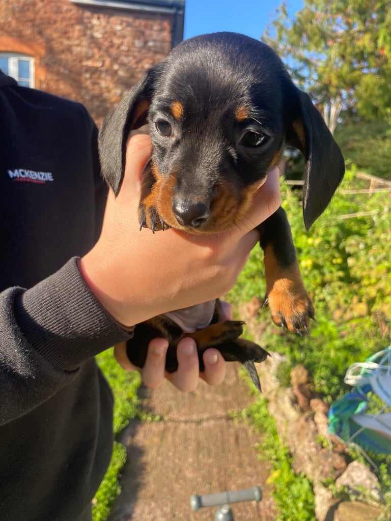 Miniature Dachshund puppies 