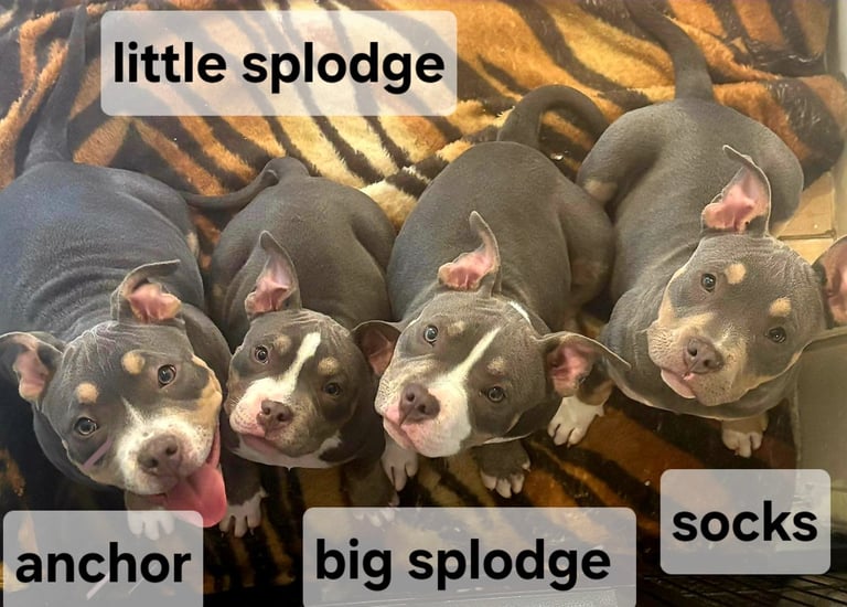 American pocket bullys 