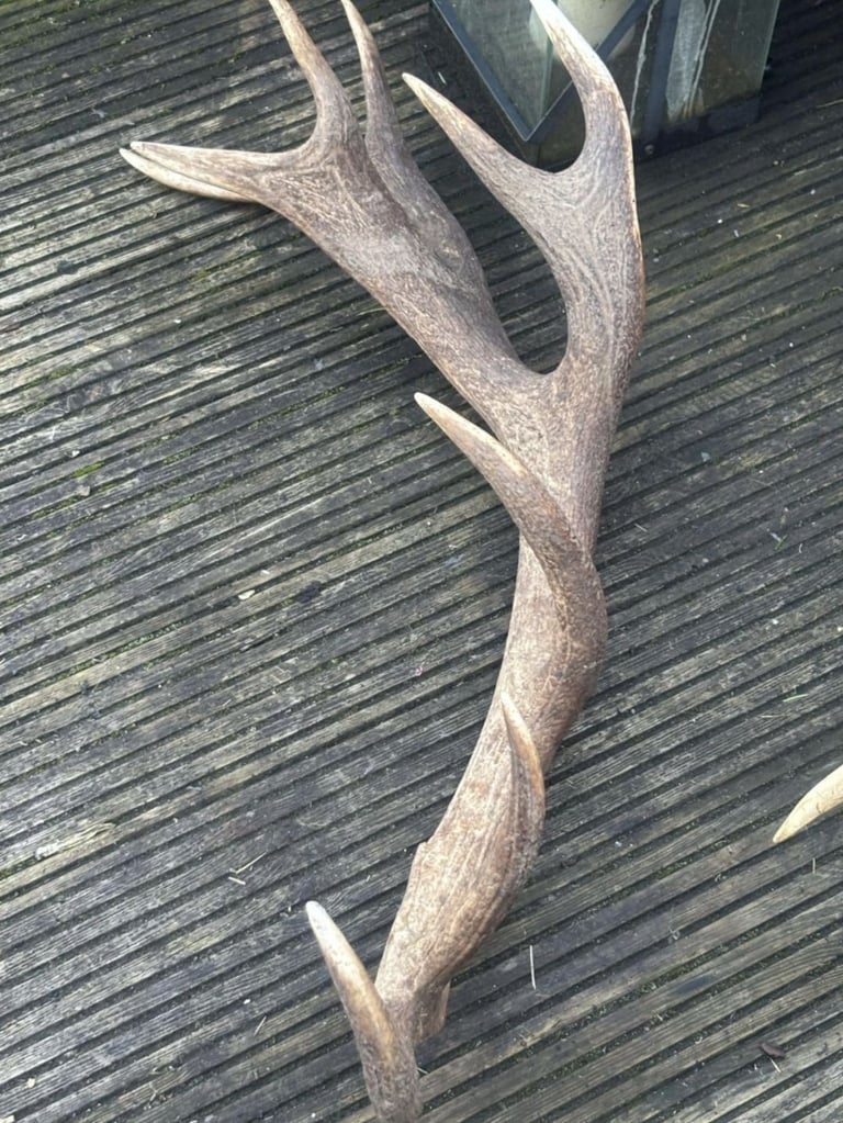 Antler 