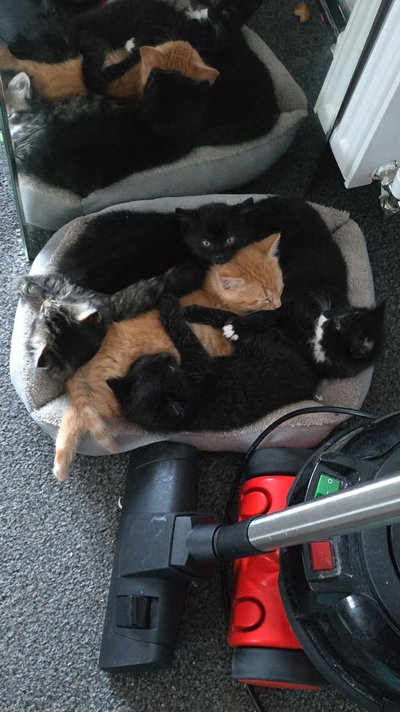 Kittens 