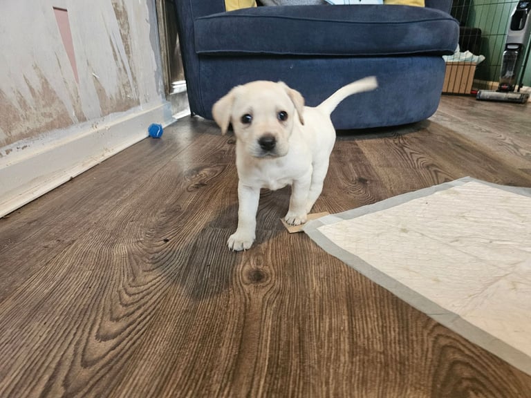 Beautiful Yellow Labrador Puppies for Sale
