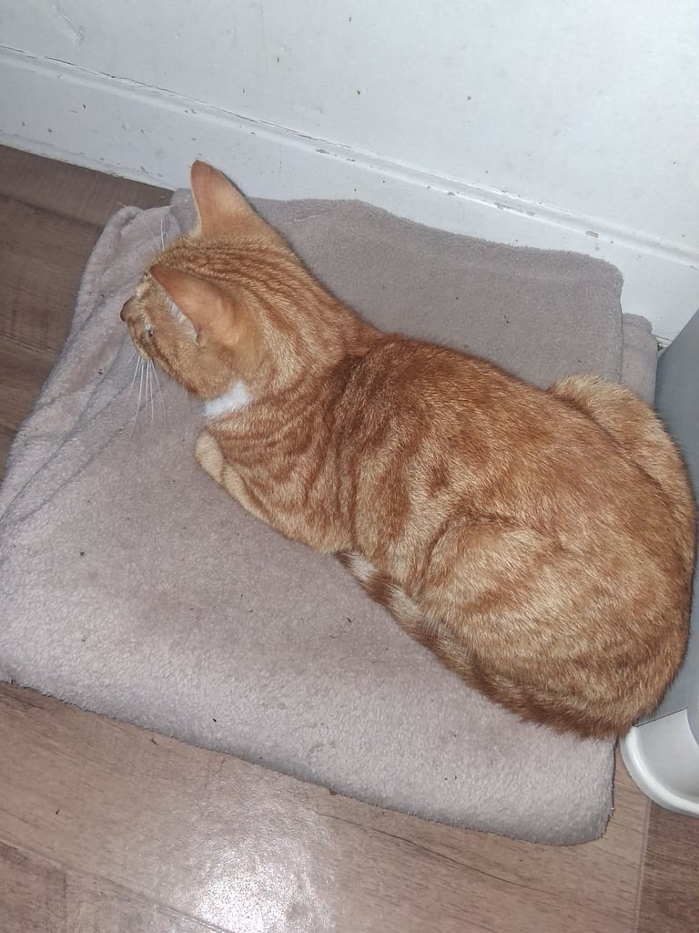 Ginger male tabby cat 