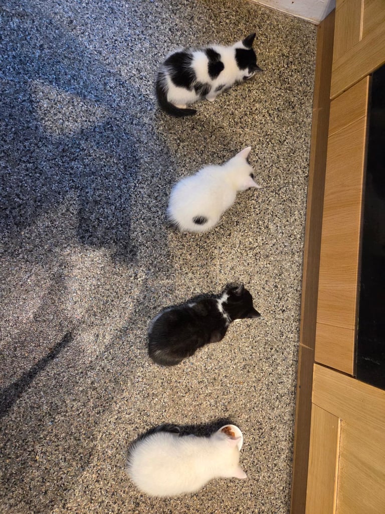 4 beautiful kittens ready for there new home