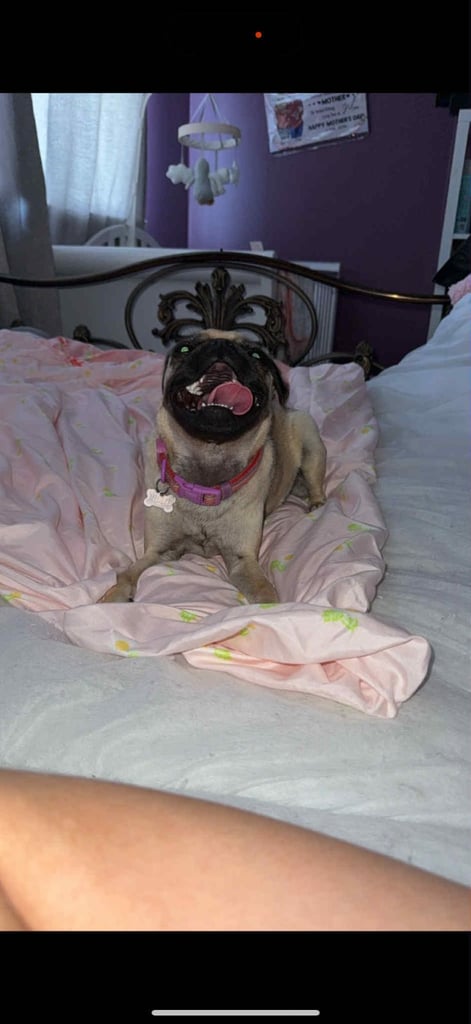 Pug rehome 