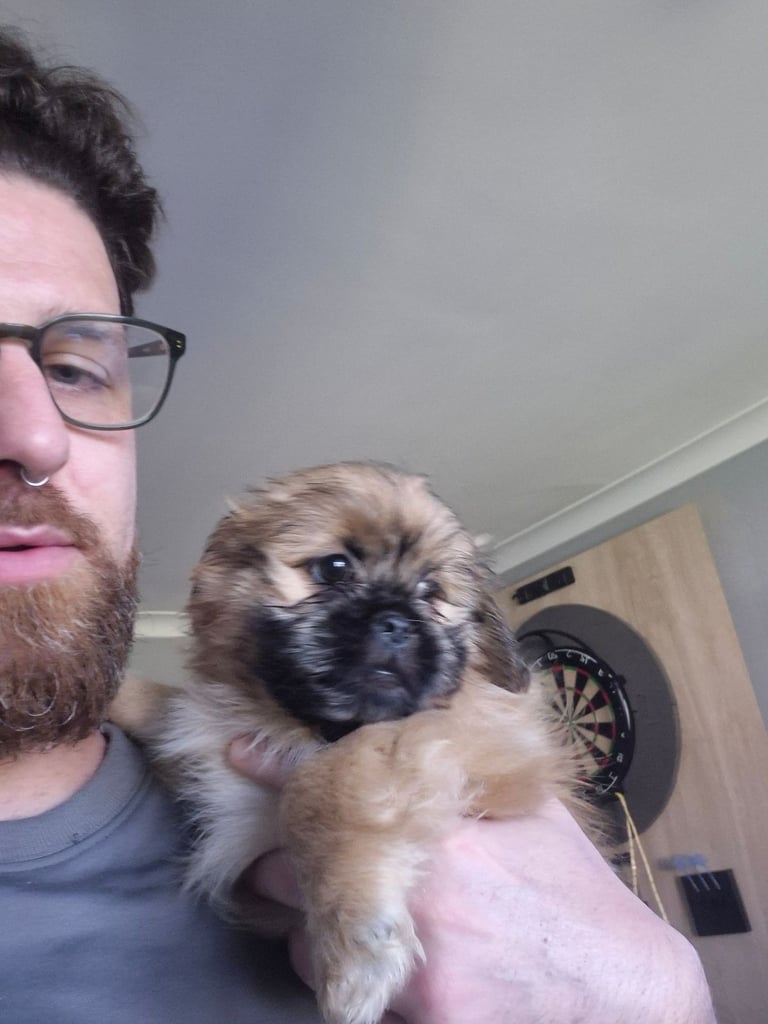 X2 Shih Tzu pekingnese cross puppy for sale 