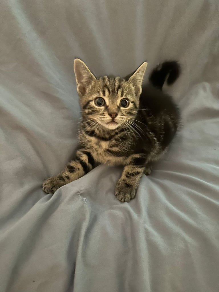 8 beautiful shorthair kittens