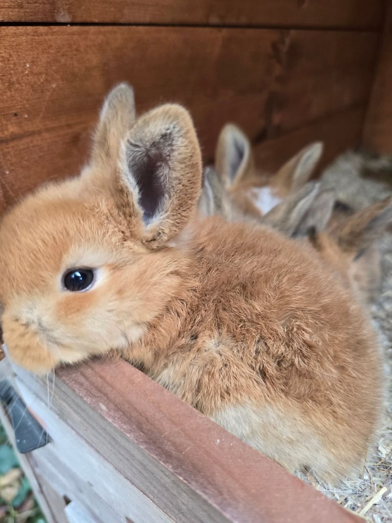 Baby Rabbits Available from 17th Nov 
