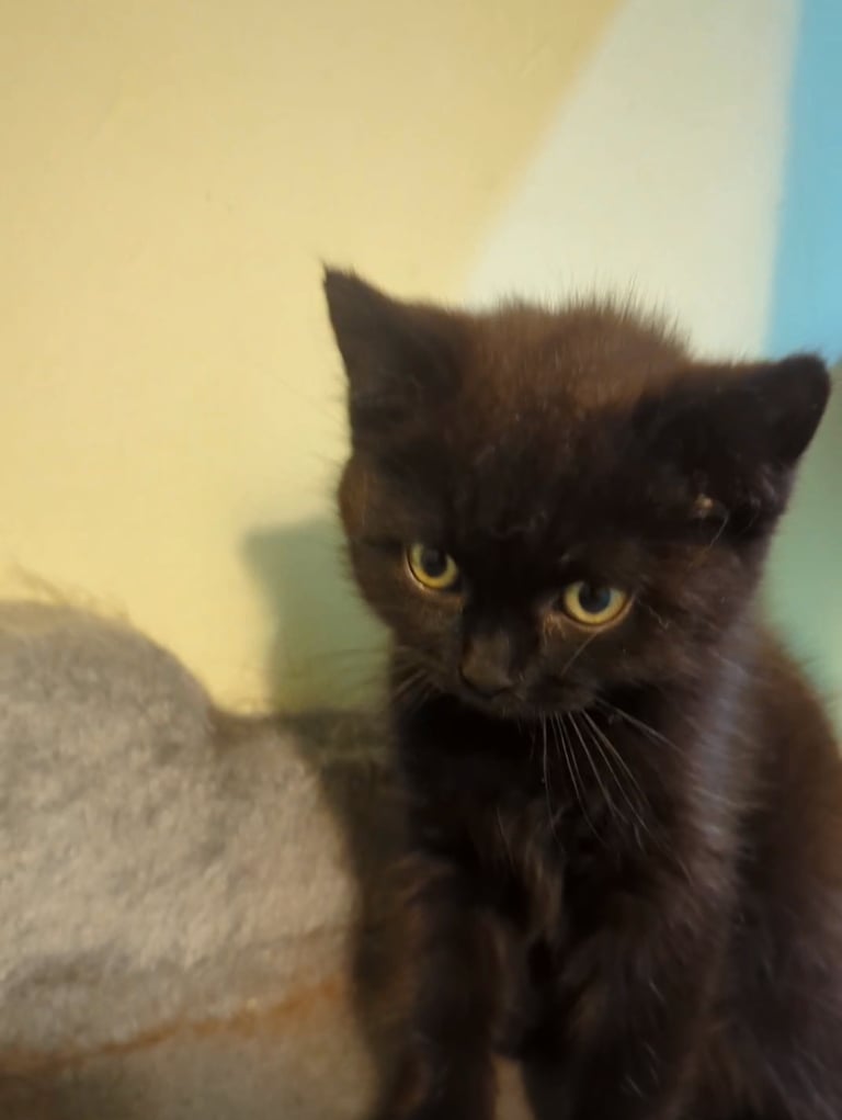 🐾BSH KITTEN 🐾