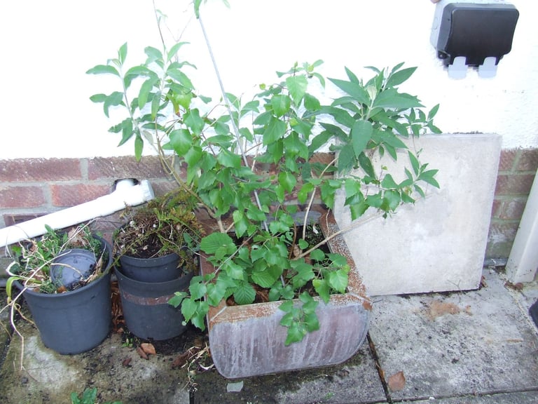 TREES/shrubs/plants in pots from £5 .