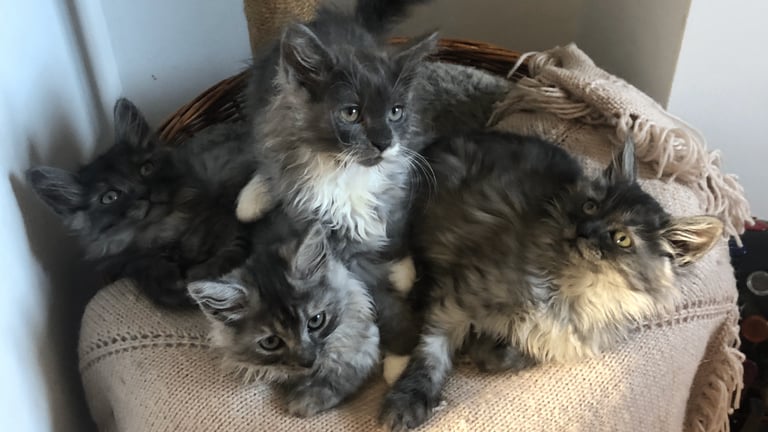 Norweigan Forest Kittens