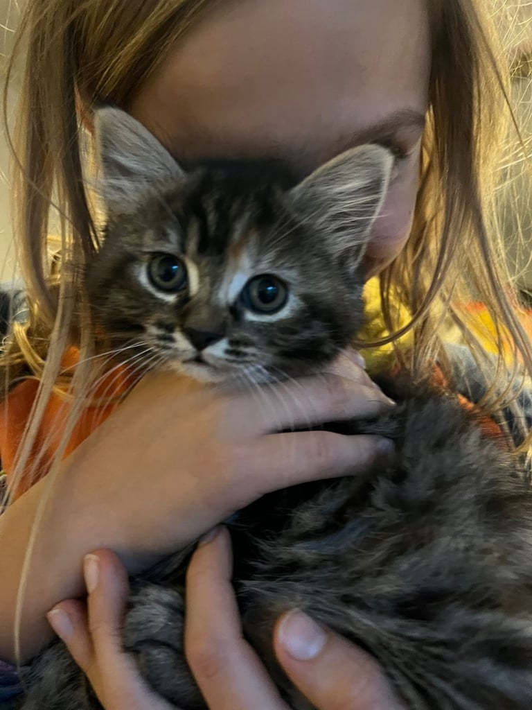 Lovely Tortoiseshell kittens ready to go