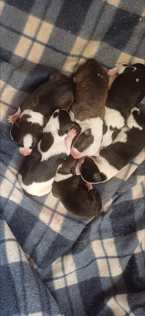 Jack russell crossed border Collie puppies 