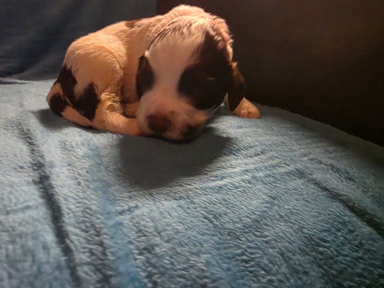 Springer spaniel pups 