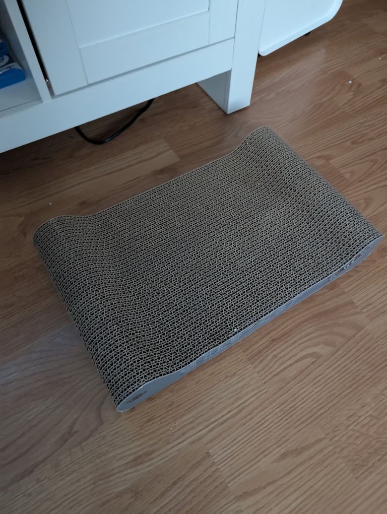 8 week kitten comes with everything 