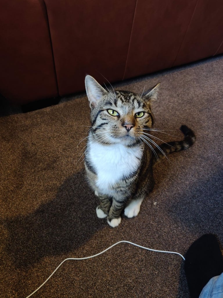 image for Outdoor tabby cat looking for a loving new owner
