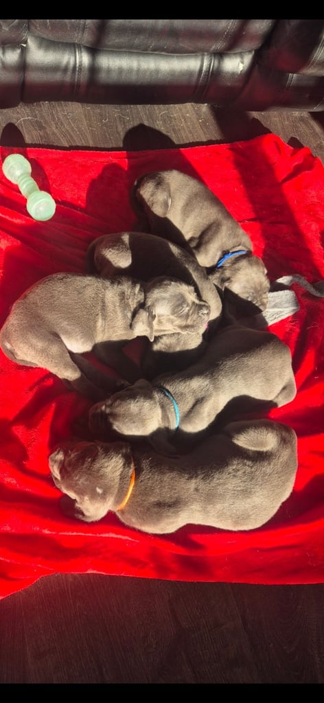 image for Blue Cane Corso Puppies