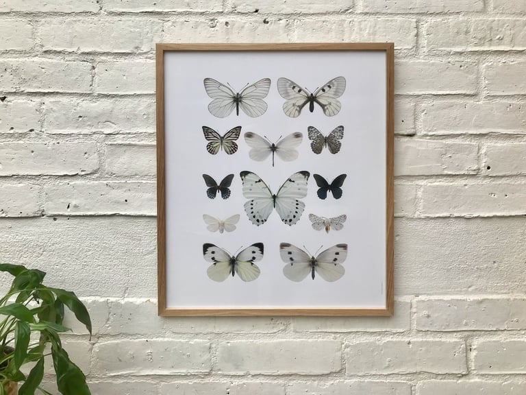 image for Butterfly Framed Photo Print Oak Frame