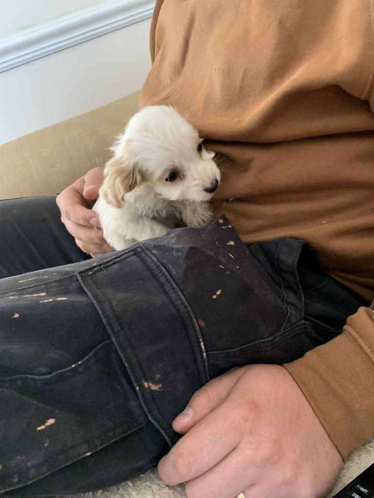 image for Cocker poo puppy's 