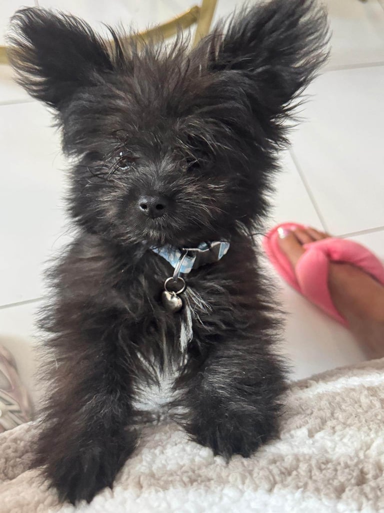 Pomshi boy