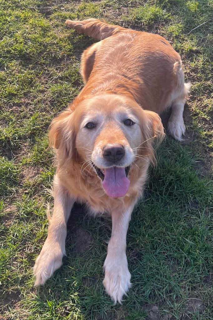 image for Golden retriever 