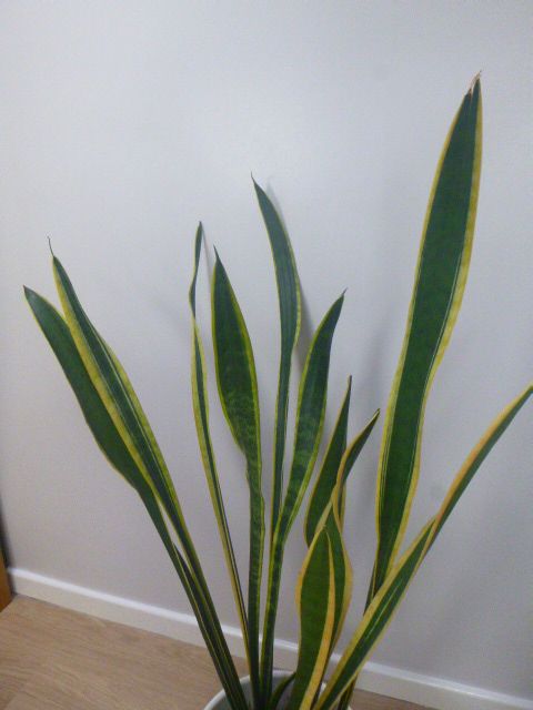 Very Large Sansevieria-Mother-In-Law's Tongue, 46ins. In White Ceramic Planter, VGC.REDUCED