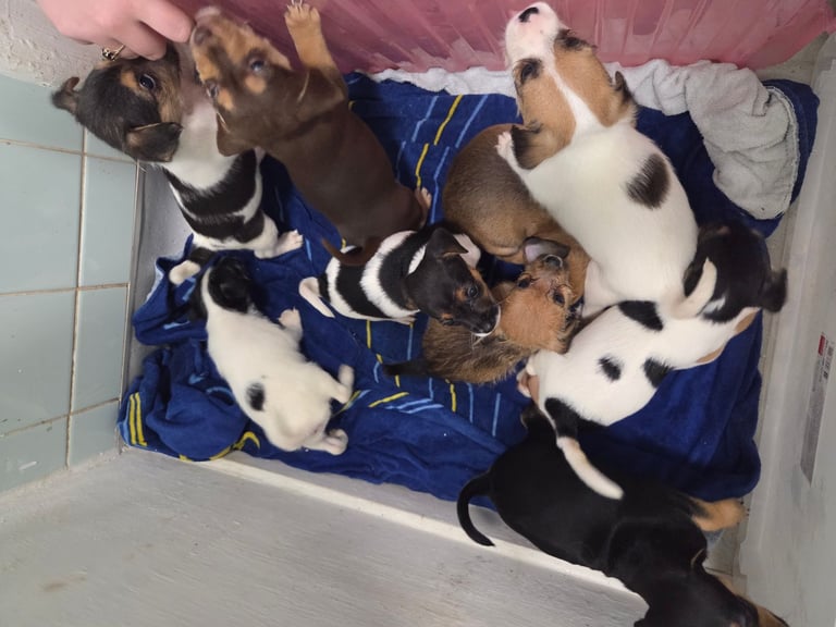 Jack russell pups 