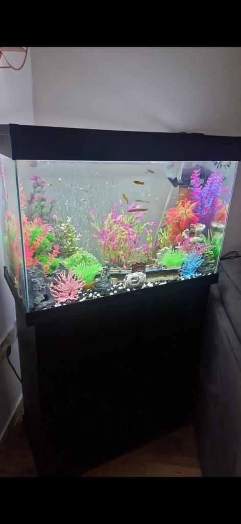 Tropical fish tank full set up