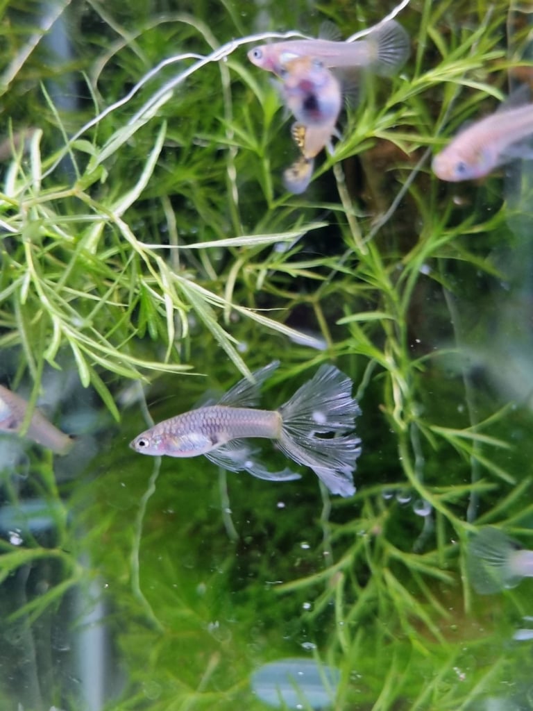 Rare Sunset Galaxy Guppies