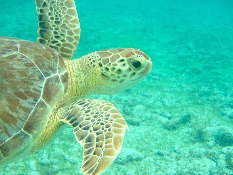 Olympus Stylus Tough TG-830 16 Megapixels Shockproof Waterproof Camera Black