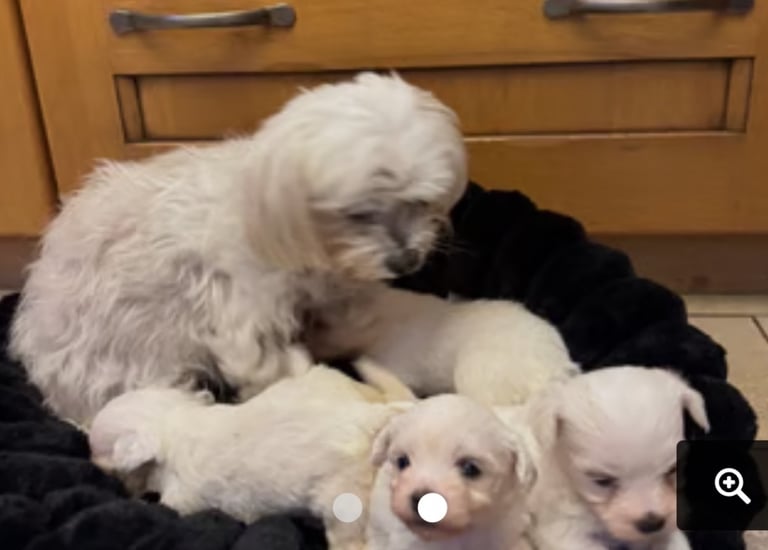 10 week old Milliepoo pups for sale 