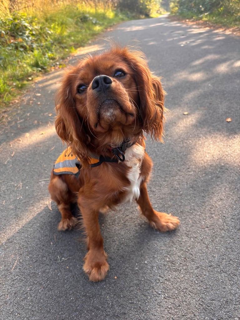 Male Cavalier King Charles Spaniel looking for a new home