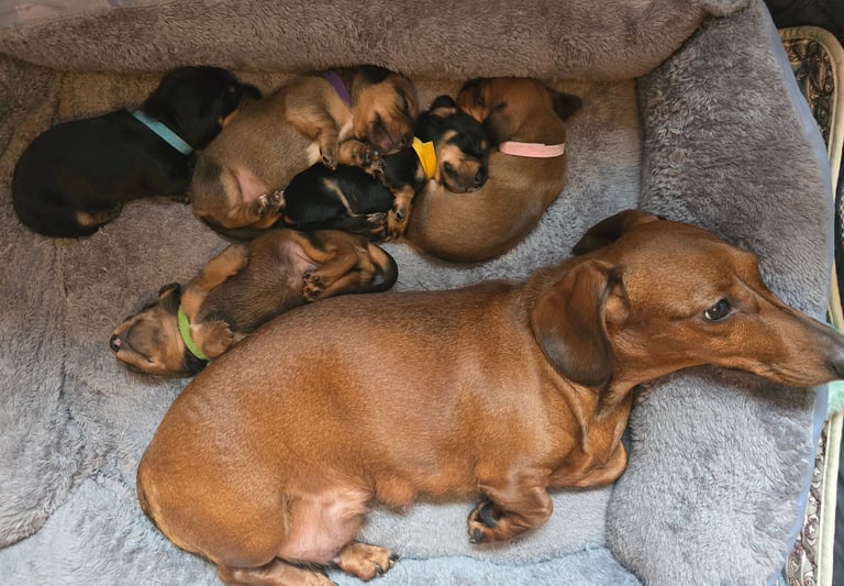 Miniature Dachshunds Seeking Forever Homes 