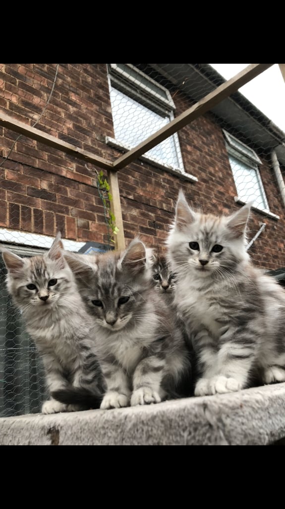 Maine coon kittens ready now