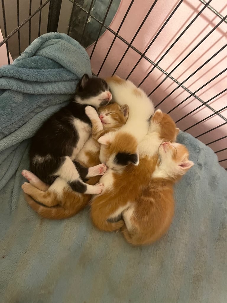 image for Ginger and white kittens, Calico and tuxedo 