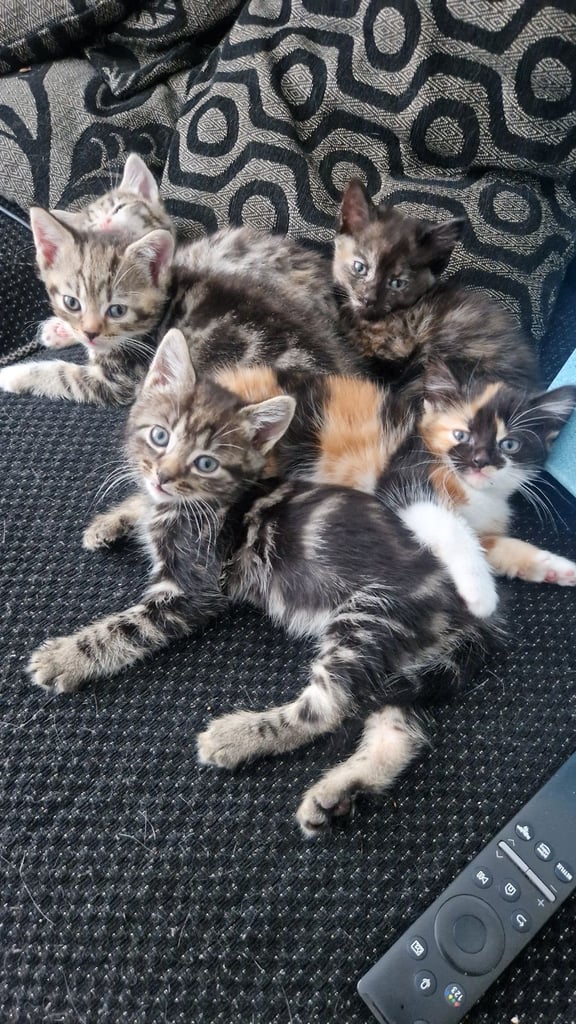 image for Kittens for sale