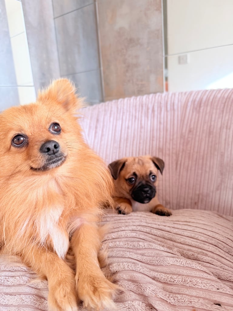 🐾 💕Adorable Puppies for the loving Families 💕🏡