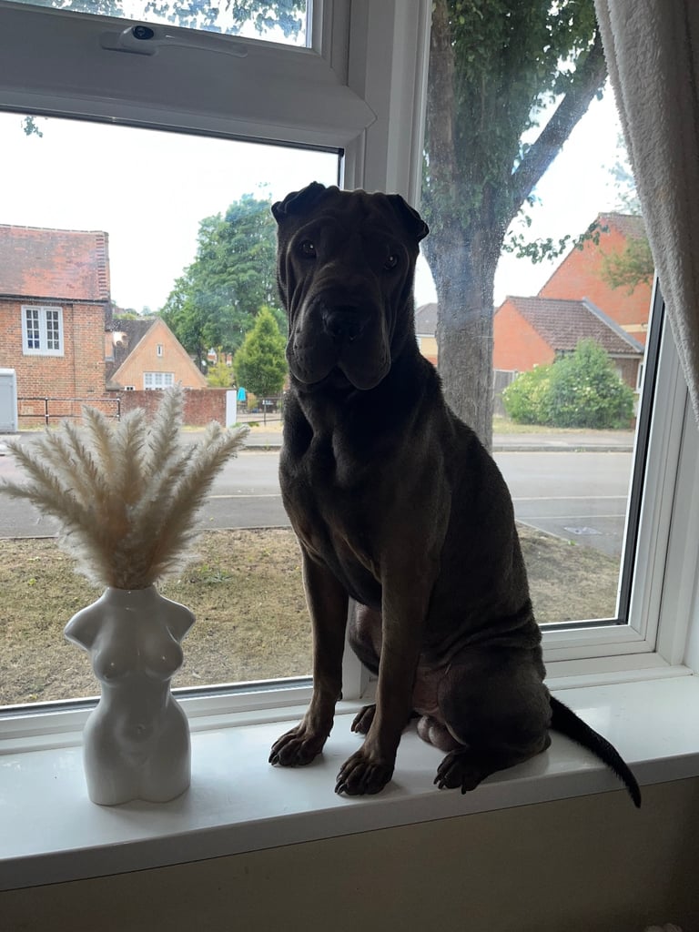 GORGEOUS SHAR PEI FOR SALE 