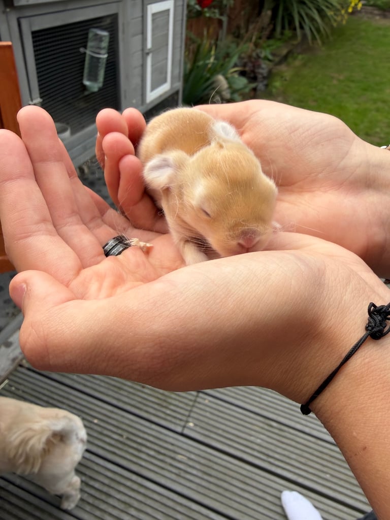 Baby bunnies for sale 