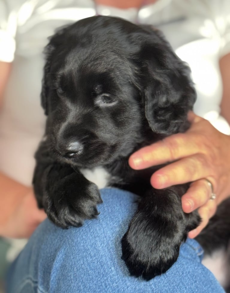🐾 Adorable Labrador x Collie Puppy Looking for His Forever Home! 🐾