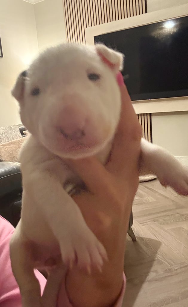 KC English Bull Terrier puppies 🐾