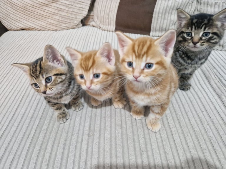 6 Rare marking kittens looking for forever homes homes