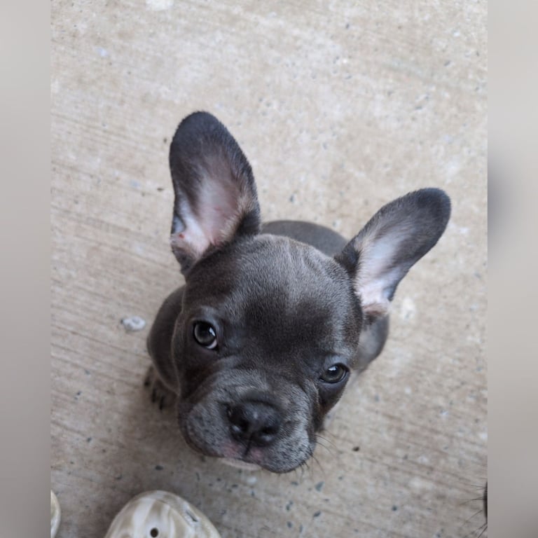 French bulldog puppy