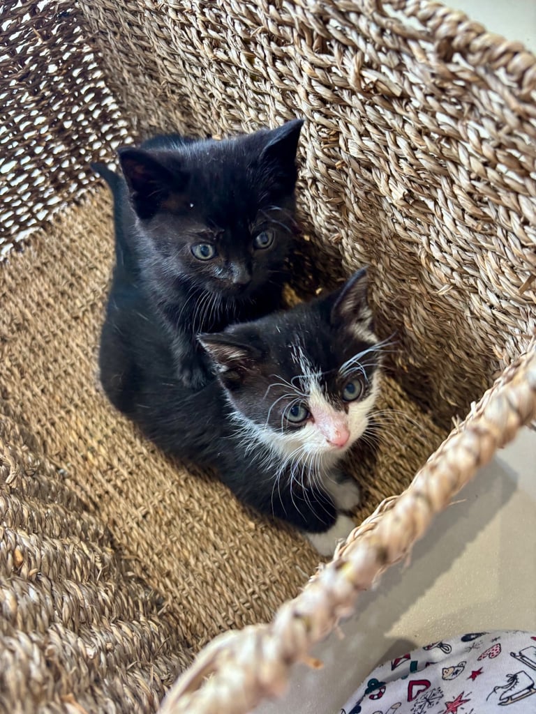 Fluffy kittens 