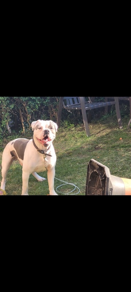 Dorset old tyme bulldogs 