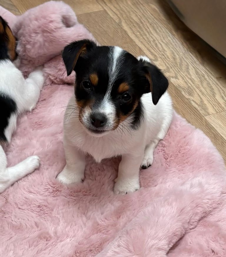 Traditional Miniature Jack Russell Puppies!