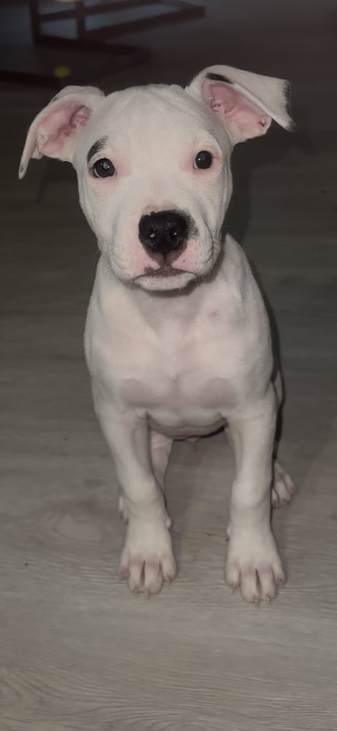 Staffy cross 
