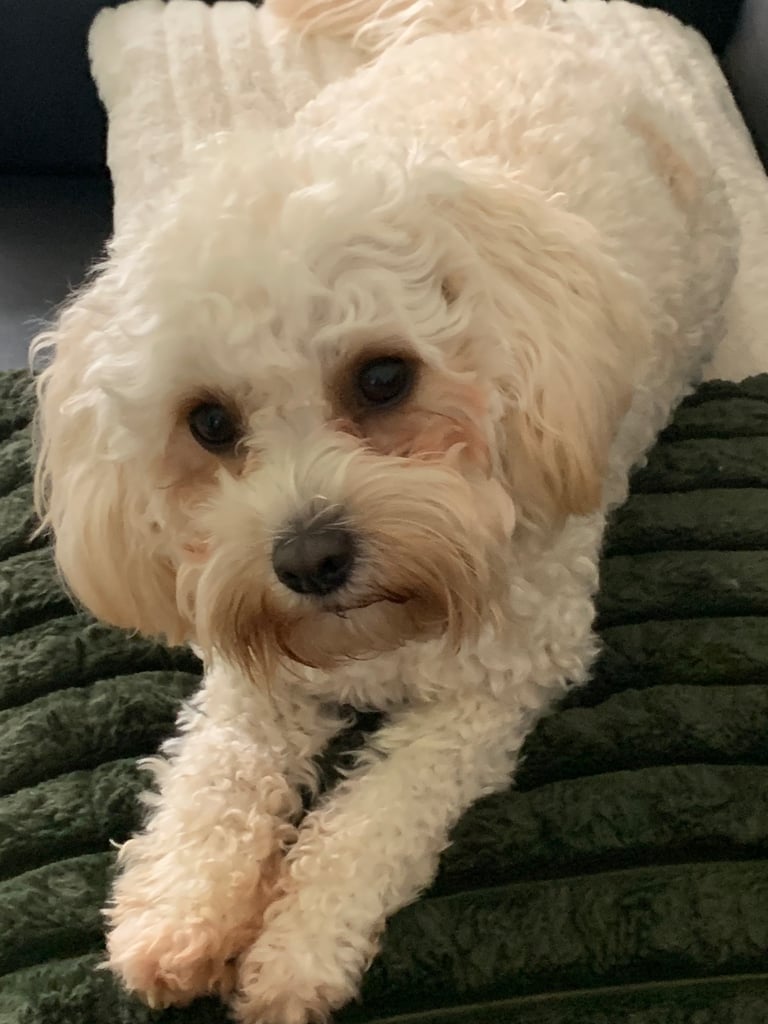 Cavapoochon puppies 